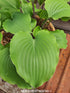 Hosta 'Marilyn Monroe' - New Forest Hostas & Hemerocallis