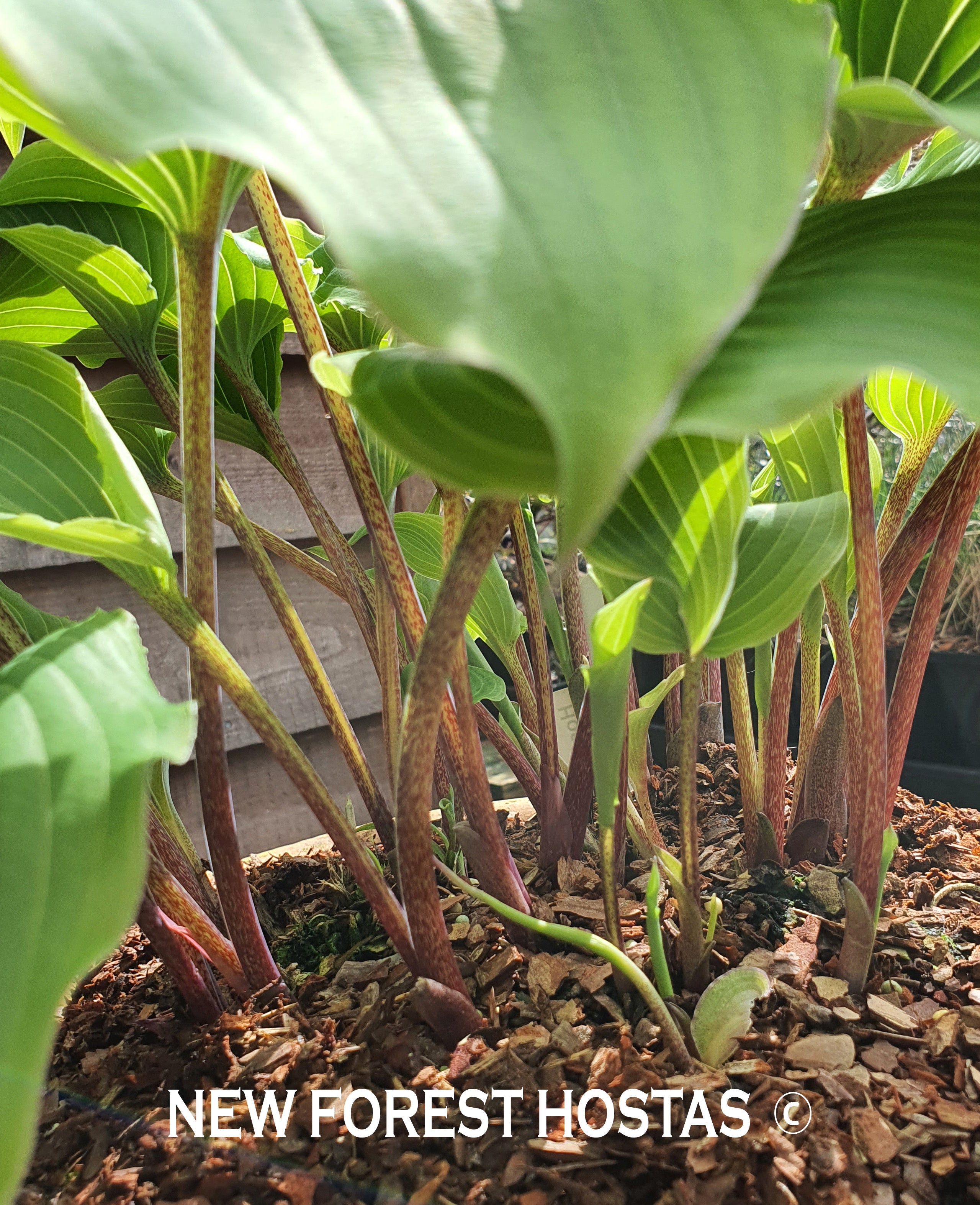 Hosta 'Marilyn Monroe' - New Forest Hostas & Hemerocallis