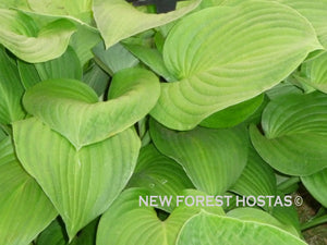 Hosta 'Midwest Magic' - New Forest Hostas & Hemerocallis