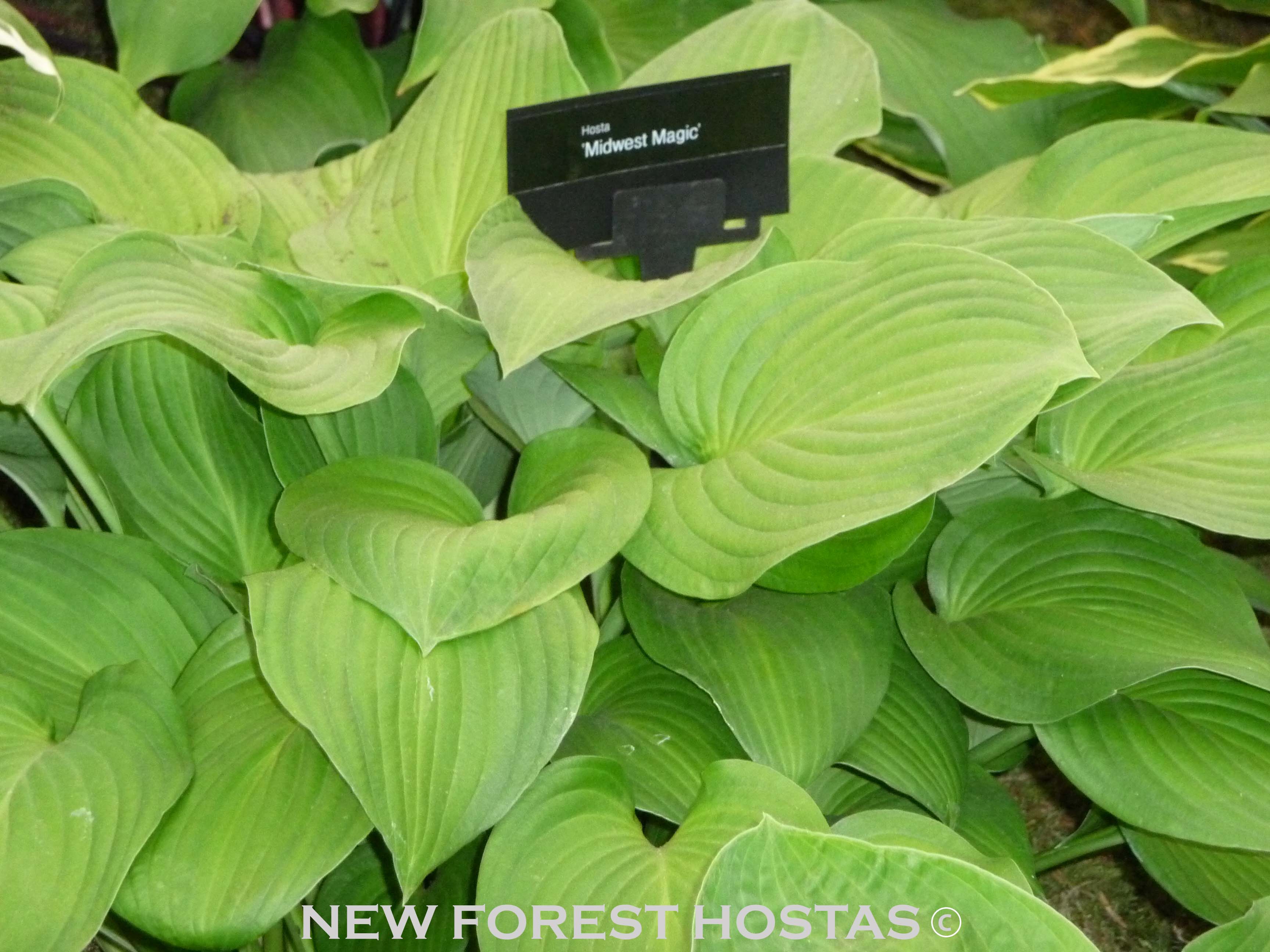 Hosta 'Midwest Magic' - New Forest Hostas & Hemerocallis