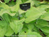 Hosta 'Midwest Magic' - New Forest Hostas & Hemerocallis