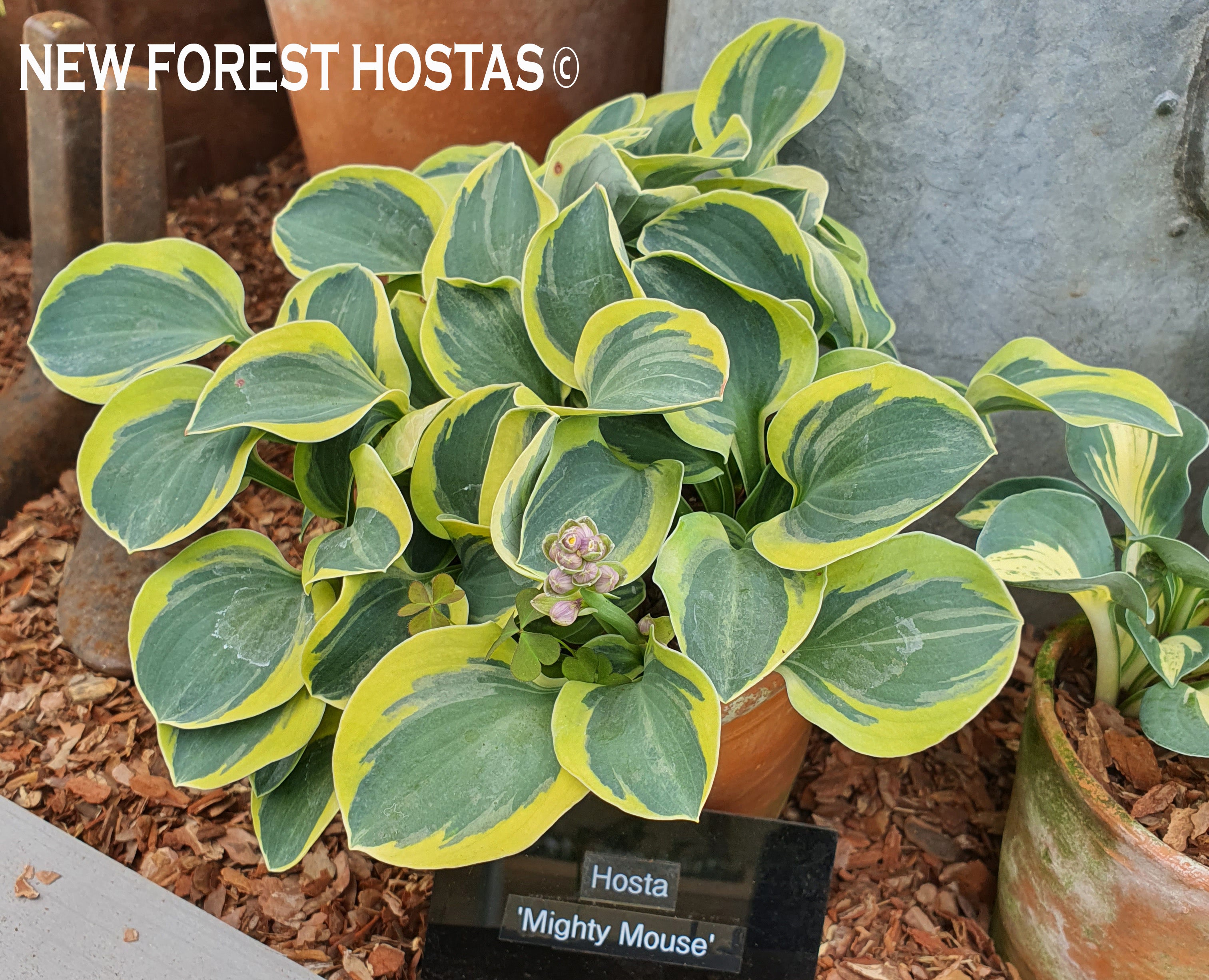 Hosta 'Mighty Mouse' - New Forest Hostas & Hemerocallis