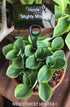 Hosta 'Mighty Mouse' - New Forest Hostas & Hemerocallis