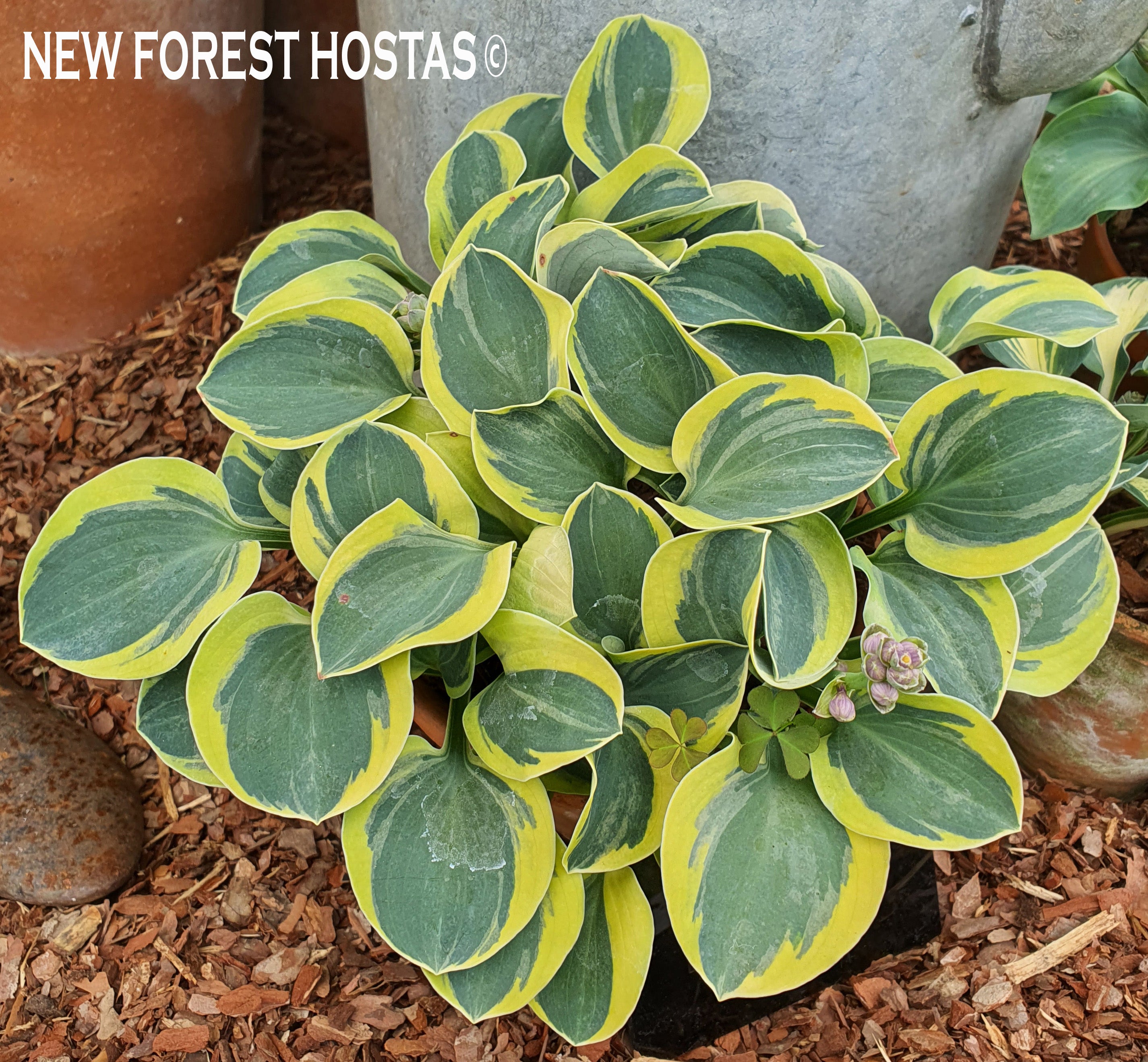 Hosta 'Mighty Mouse' - New Forest Hostas & Hemerocallis