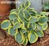 Hosta 'Mighty Mouse' - New Forest Hostas & Hemerocallis