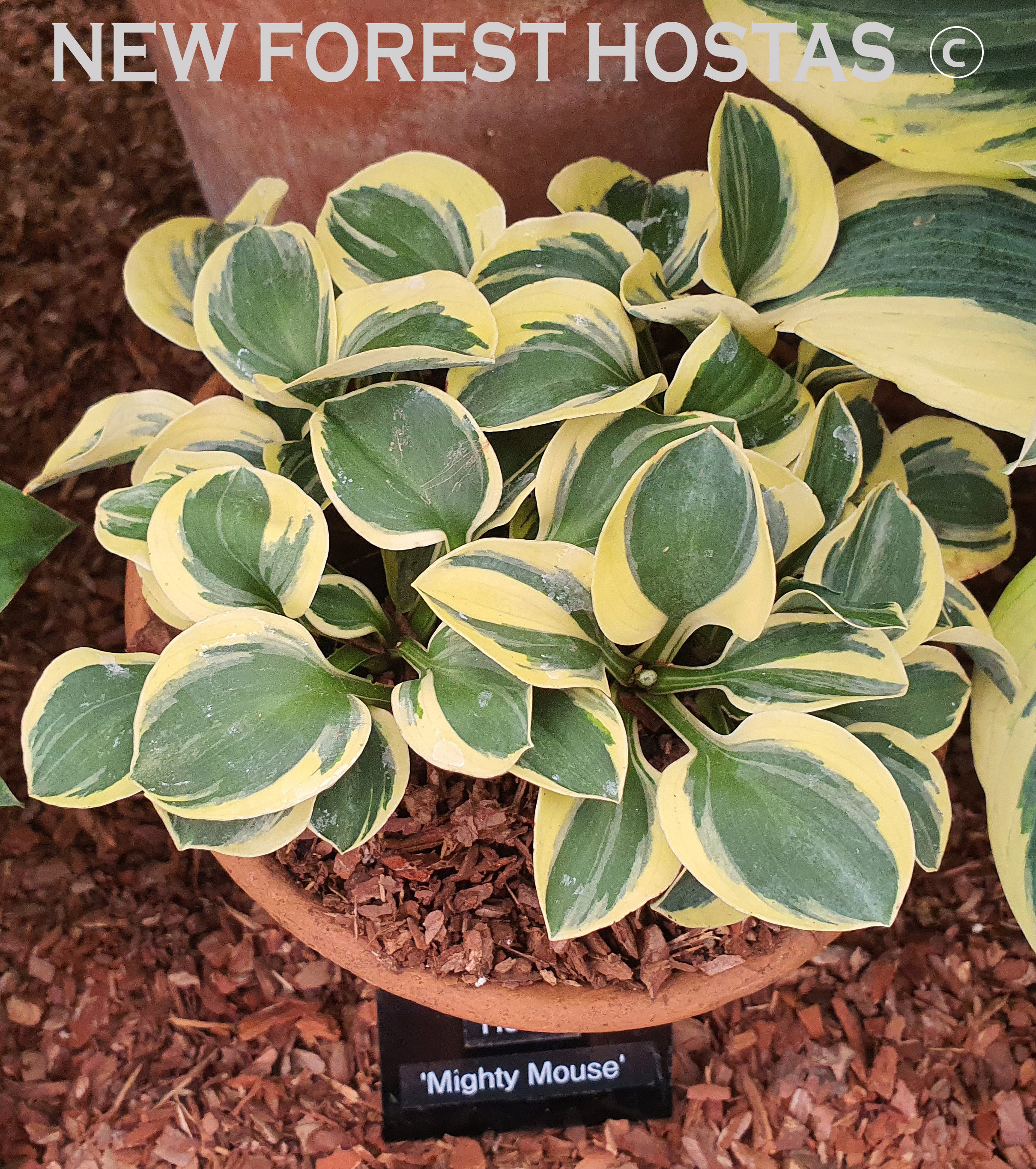 Hosta 'Mighty Mouse' - New Forest Hostas & Hemerocallis