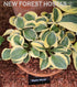 Hosta 'Mighty Mouse' - New Forest Hostas & Hemerocallis