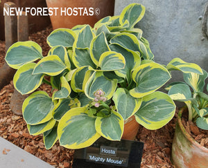 Hosta 'Mighty Mouse' - New Forest Hostas & Hemerocallis