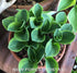 Hosta 'Mighty Mouse' - New Forest Hostas & Hemerocallis