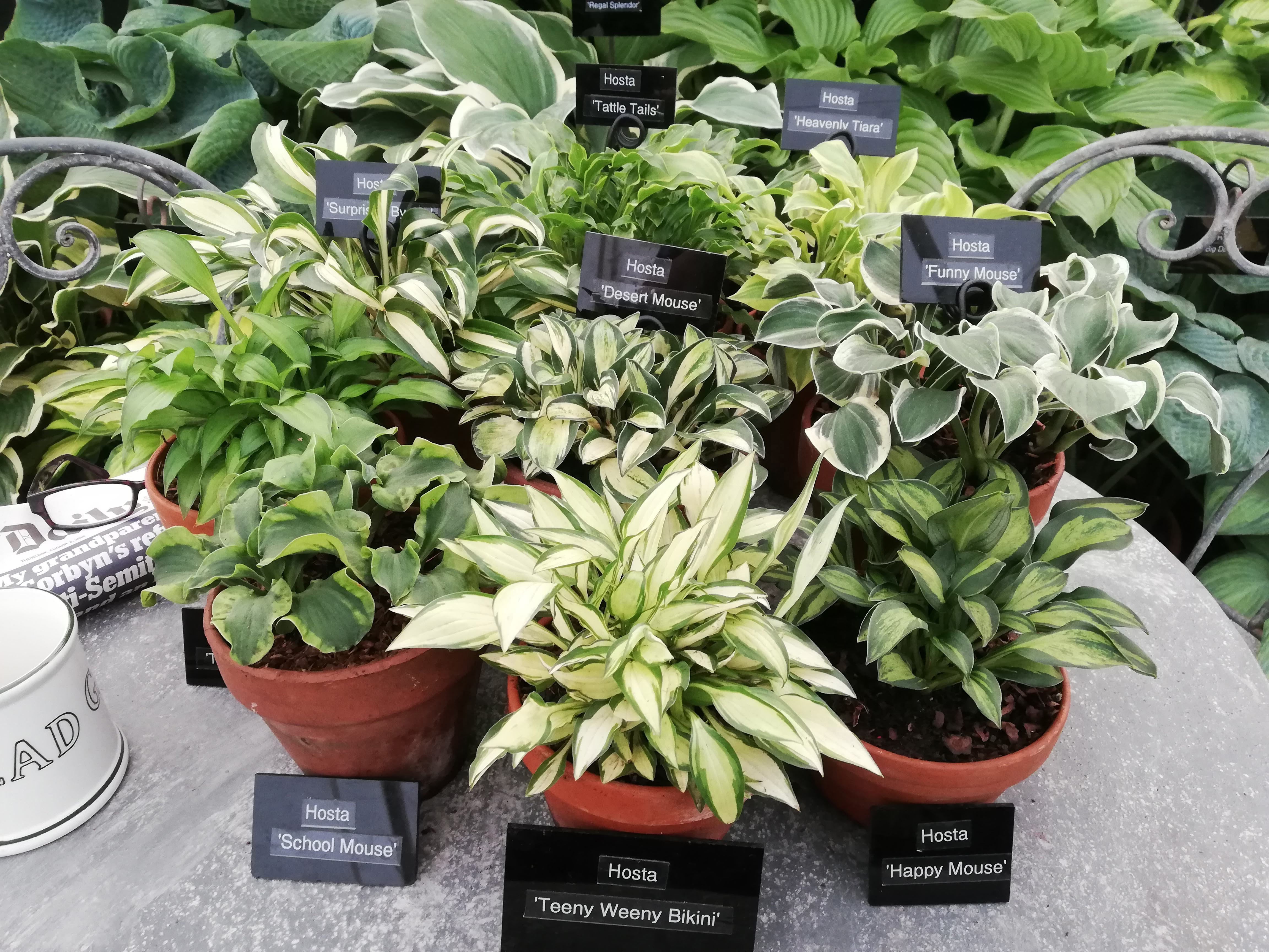 Hosta 'Happy Mouse' - New Forest Hostas & Hemerocallis
