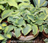 Hosta 'Mini Skirt' - New Forest Hostas & Hemerocallis