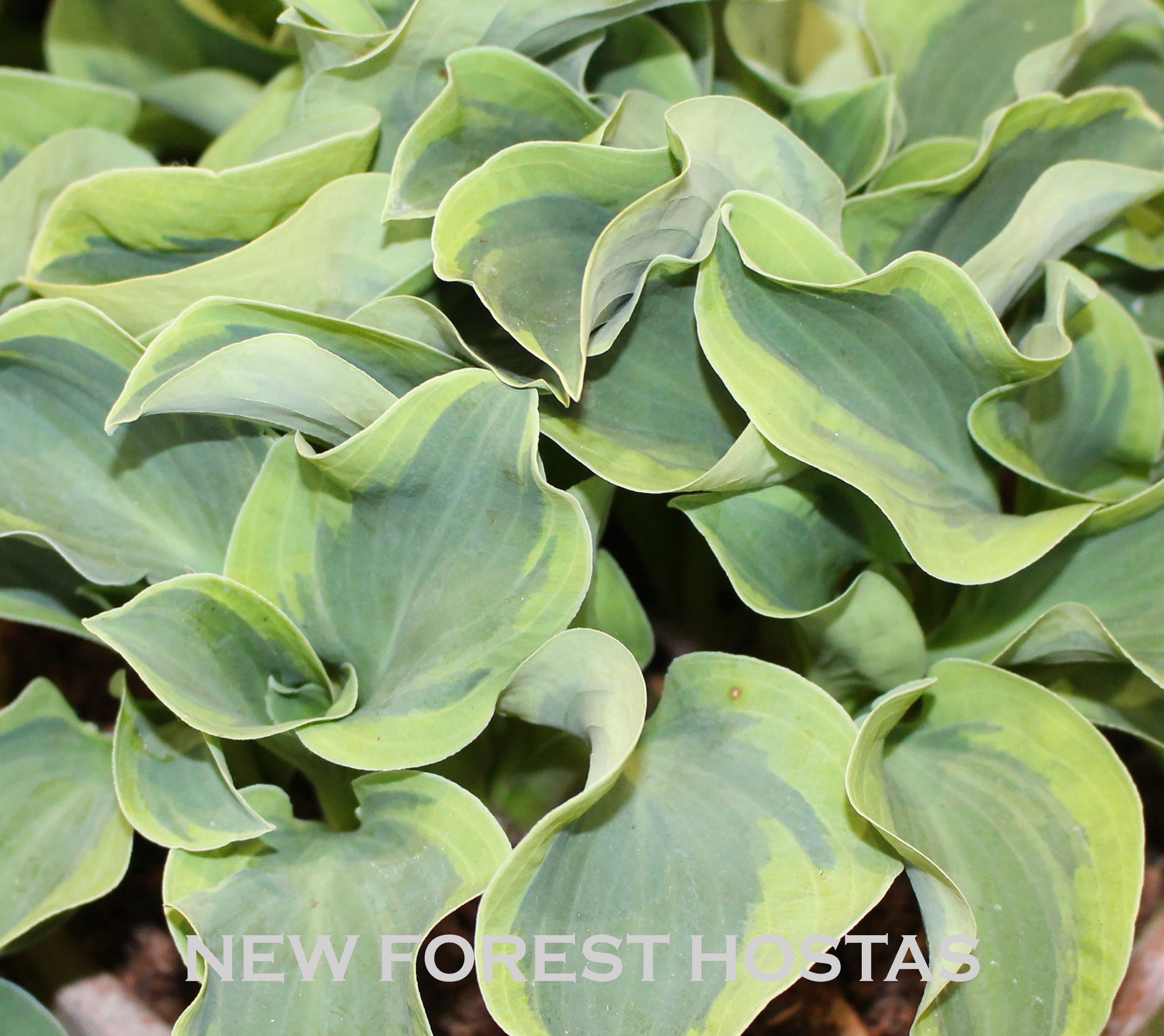 Hosta 'Mini Skirt' - New Forest Hostas & Hemerocallis