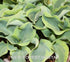 Hosta 'Mini Skirt' - New Forest Hostas & Hemerocallis