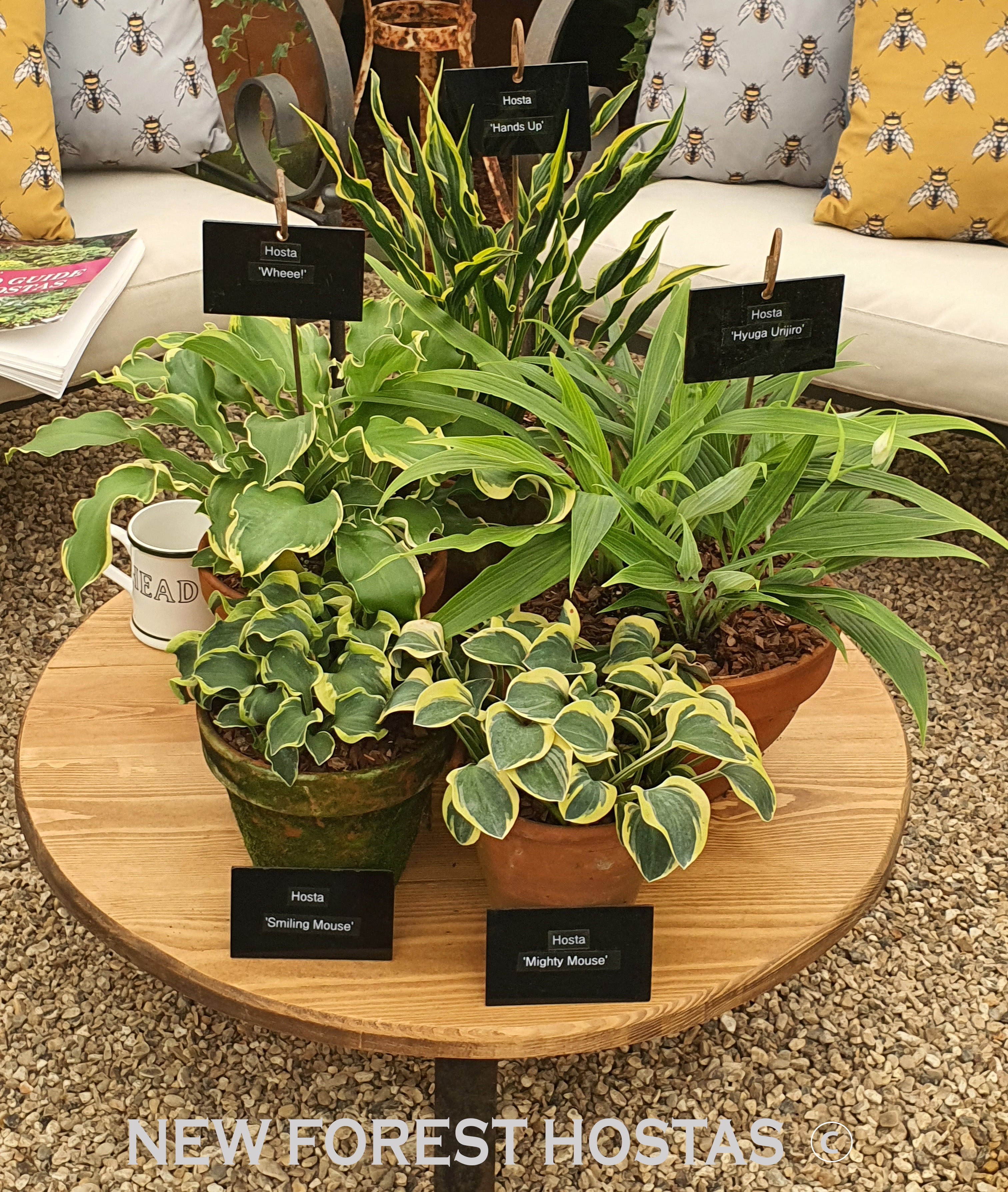 Hosta 'Mighty Mouse' - New Forest Hostas & Hemerocallis