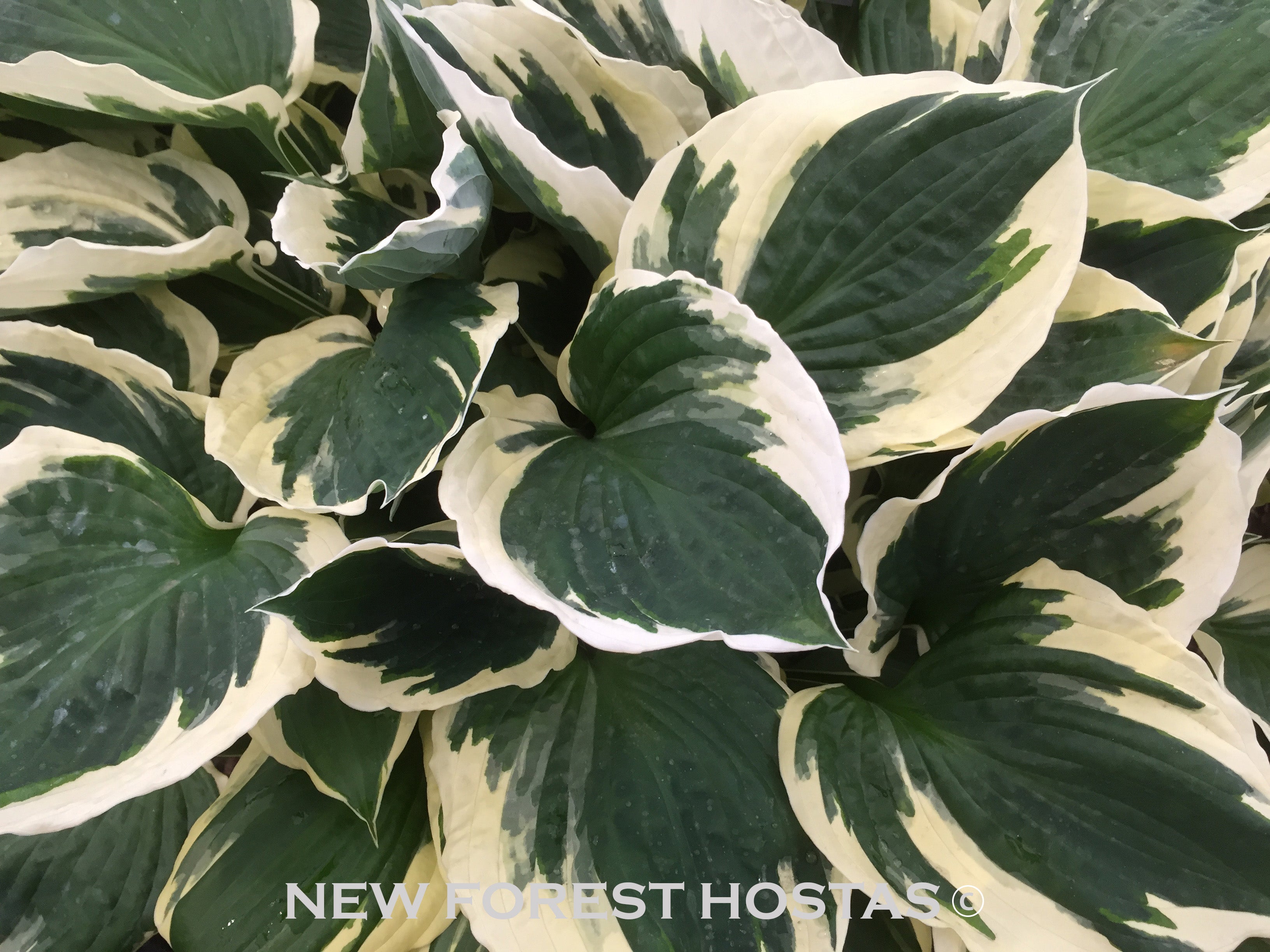 Hosta 'Minuteman' - New Forest Hostas & Hemerocallis