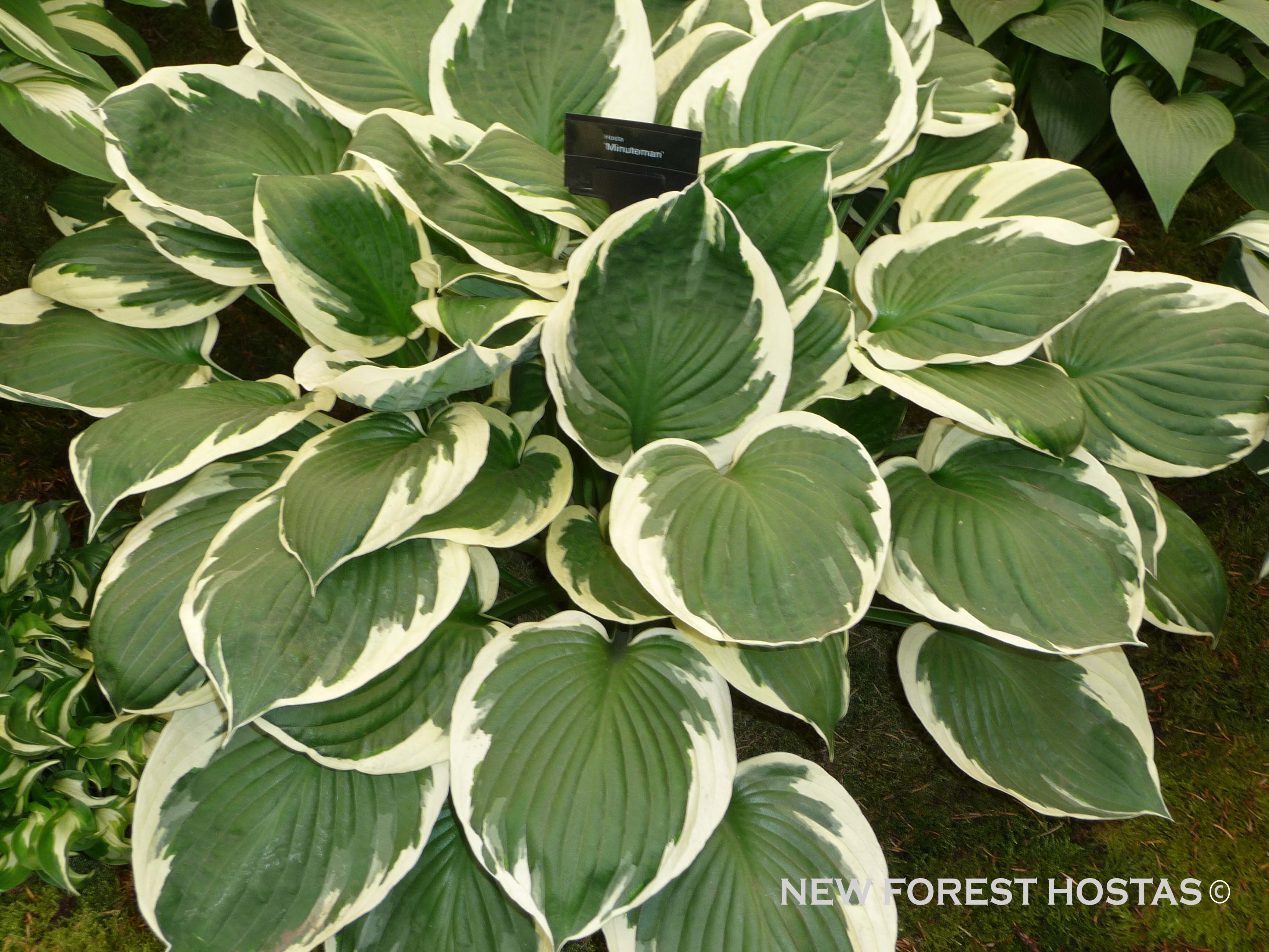 Hosta 'Minuteman' - New Forest Hostas & Hemerocallis