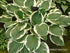 Hosta 'Minuteman' - New Forest Hostas & Hemerocallis