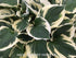 Hosta 'Minuteman' - New Forest Hostas & Hemerocallis
