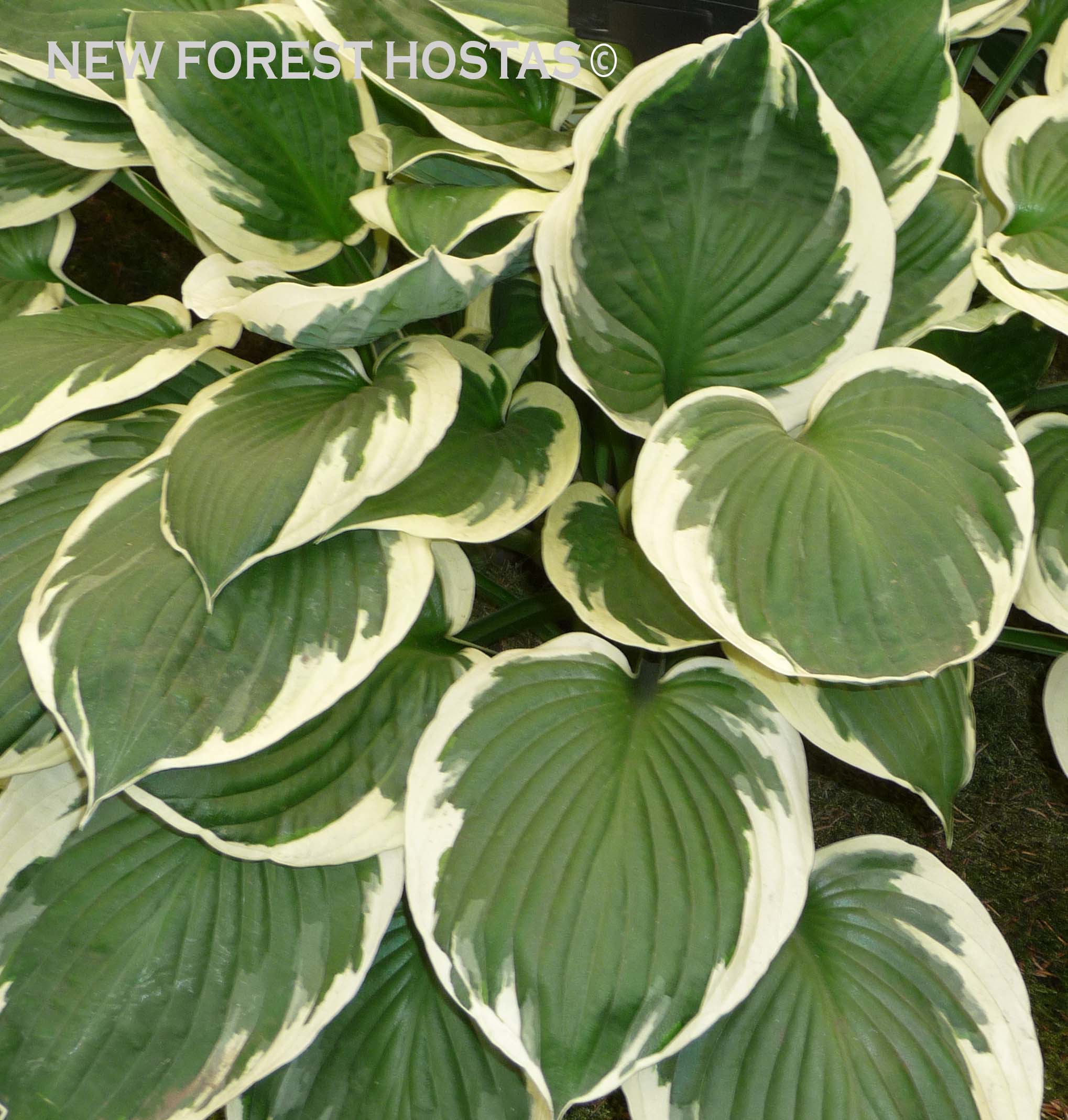 Hosta 'Minuteman' - New Forest Hostas & Hemerocallis