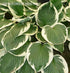 Hosta 'Minuteman' - New Forest Hostas & Hemerocallis