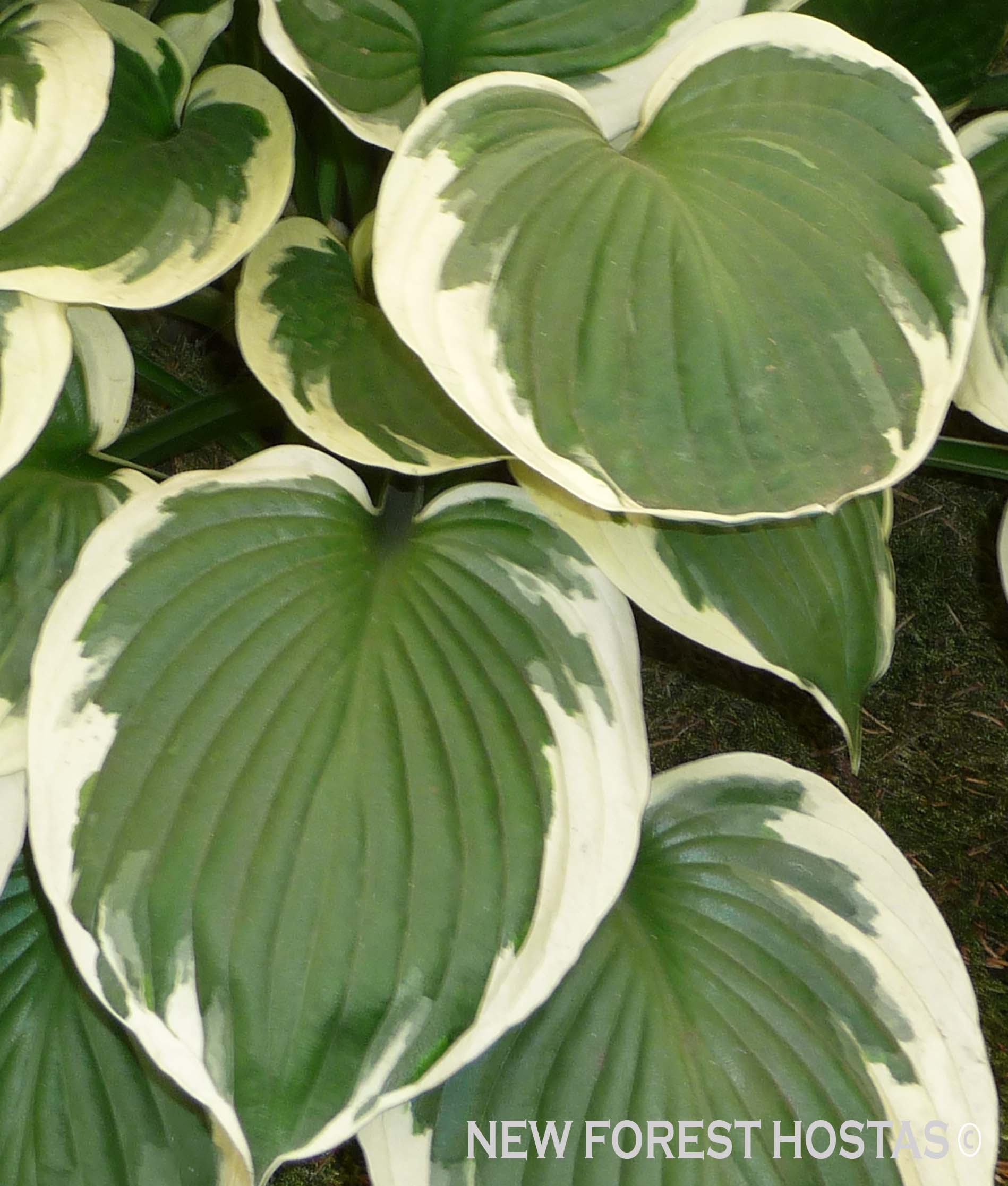 Hosta 'Minuteman' - New Forest Hostas & Hemerocallis