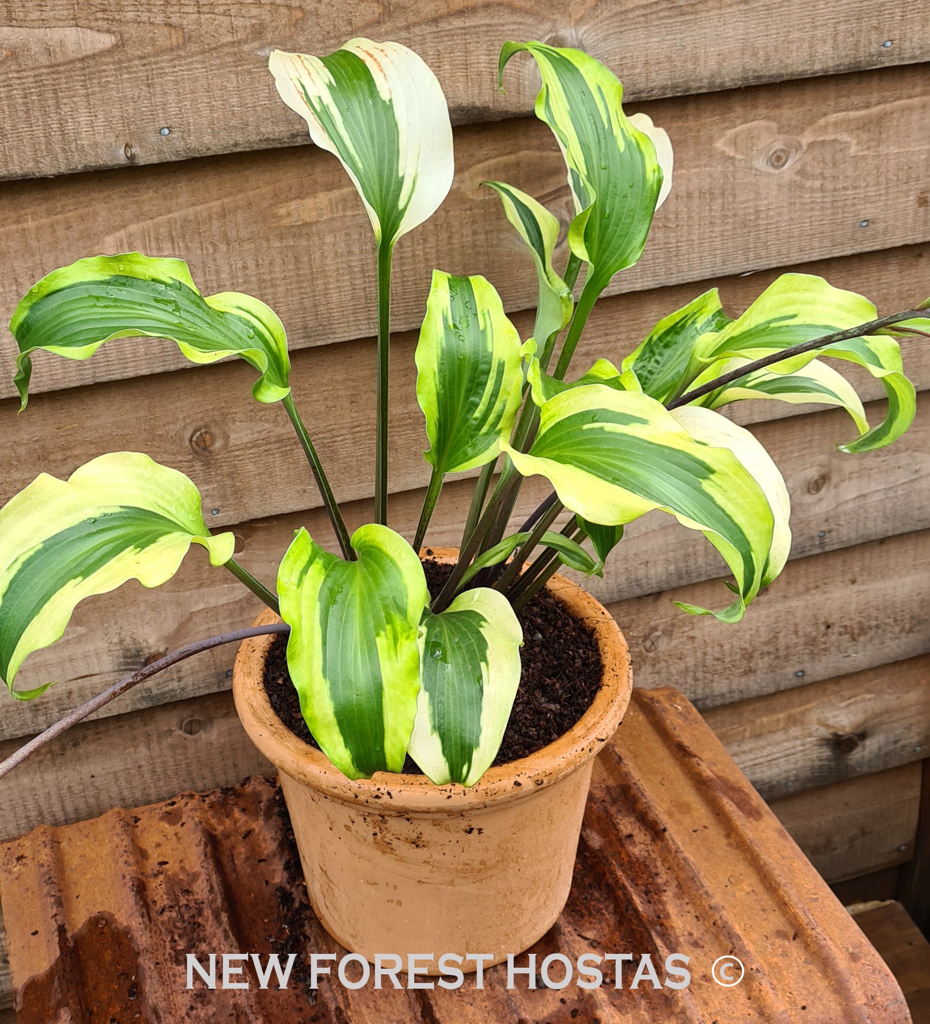 Hosta 'Monkey Business' - New Forest Hostas & Hemerocallis