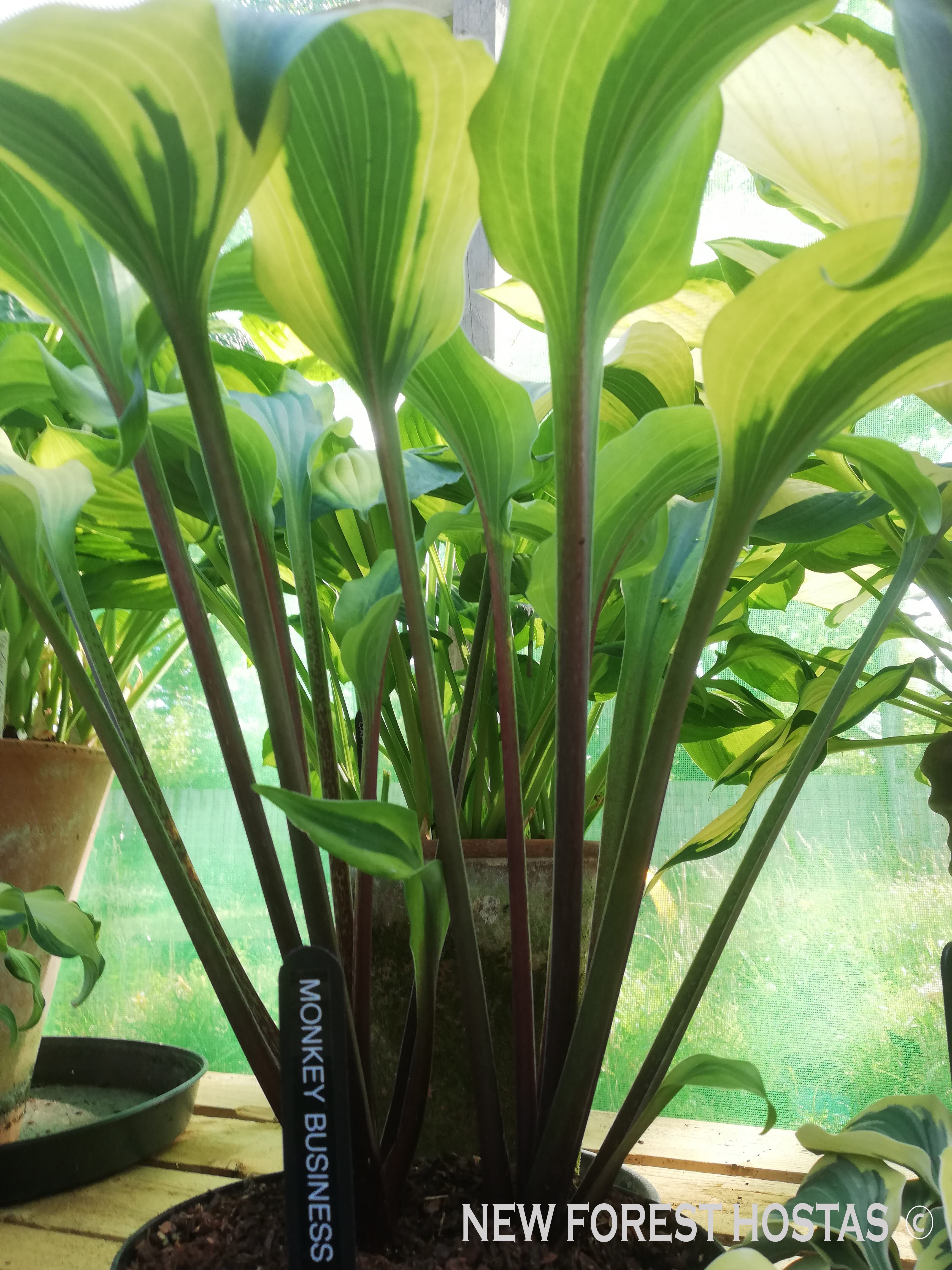 Hosta 'Monkey Business' - New Forest Hostas & Hemerocallis