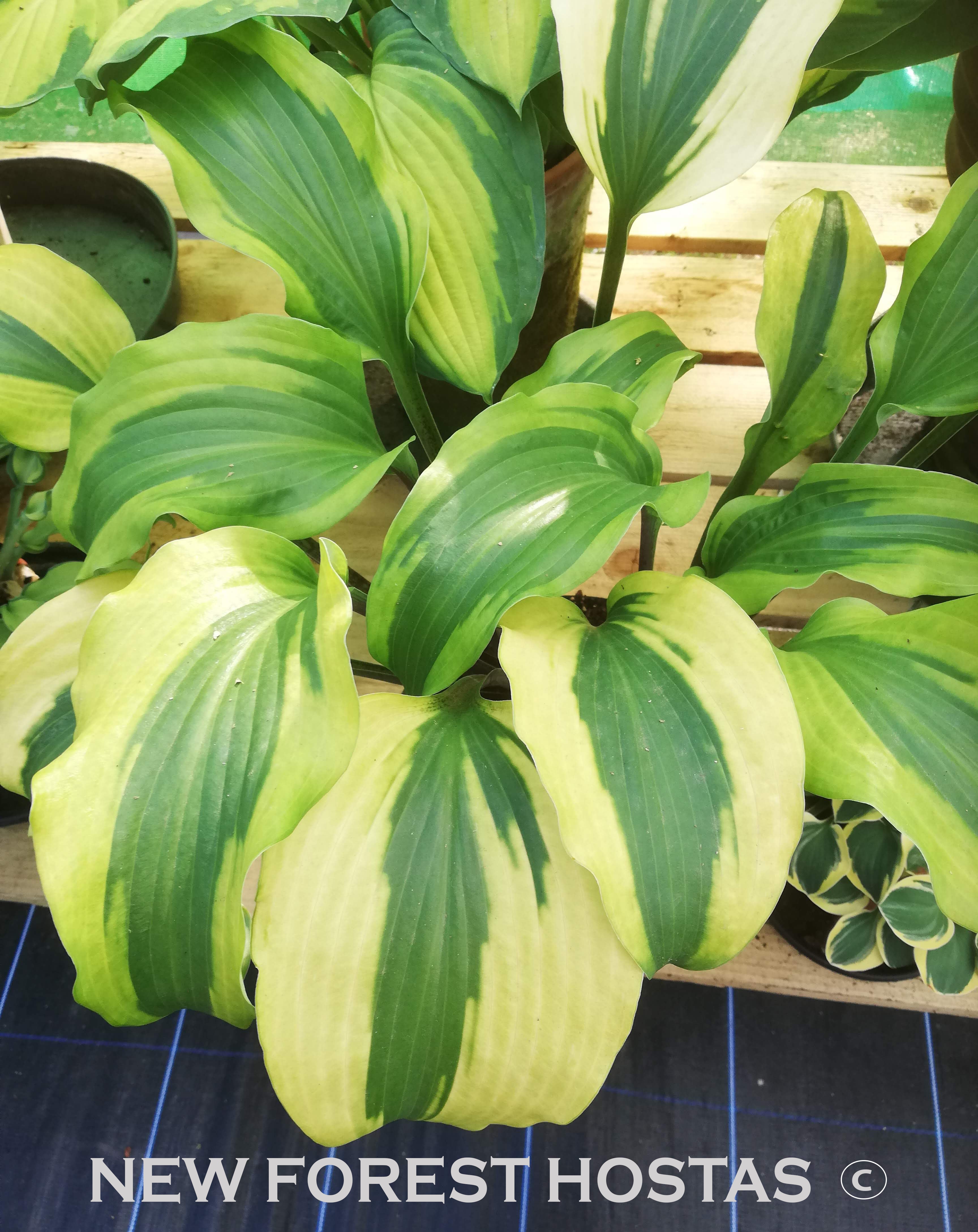 Hosta 'Monkey Business' - New Forest Hostas & Hemerocallis