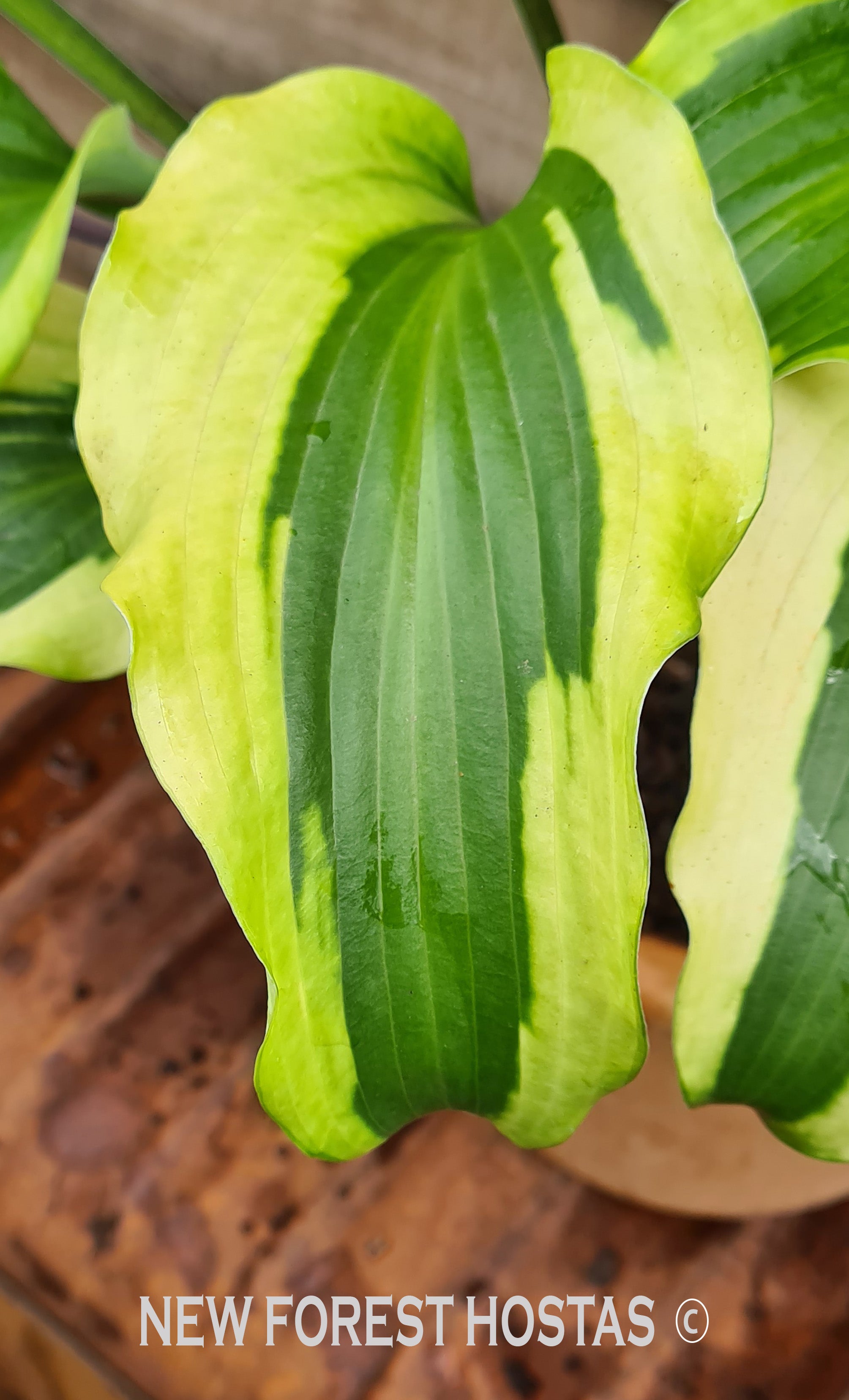 Hosta 'Monkey Business' - New Forest Hostas & Hemerocallis
