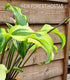 Hosta 'Monkey Business' - New Forest Hostas & Hemerocallis