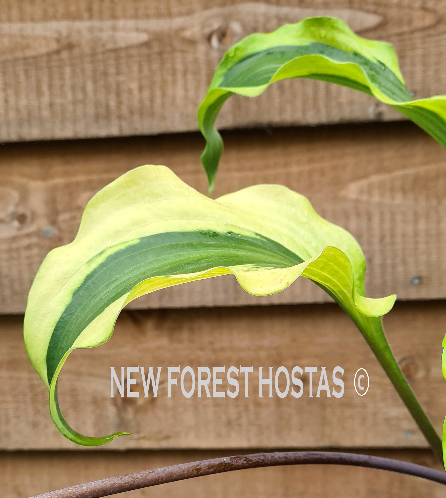 Hosta 'Monkey Business' - New Forest Hostas & Hemerocallis