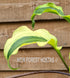 Hosta 'Monkey Business' - New Forest Hostas & Hemerocallis