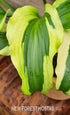 Hosta 'Monkey Business' - New Forest Hostas & Hemerocallis