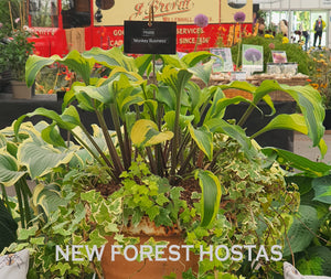 Hosta 'Monkey Business' - New Forest Hostas & Hemerocallis