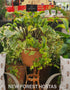 Hosta 'Monkey Business' - New Forest Hostas & Hemerocallis