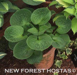 Hosta 'Monster Ears' - New Forest Hostas & Hemerocallis