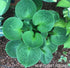Hosta 'Monster Ears' - New Forest Hostas & Hemerocallis