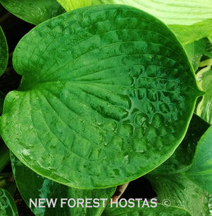 Hosta 'Monster Ears' - New Forest Hostas & Hemerocallis