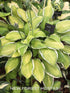 Hosta 'Moonlight' - New Forest Hostas & Hemerocallis