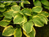 Hosta 'Moon River' - New Forest Hostas & Hemerocallis