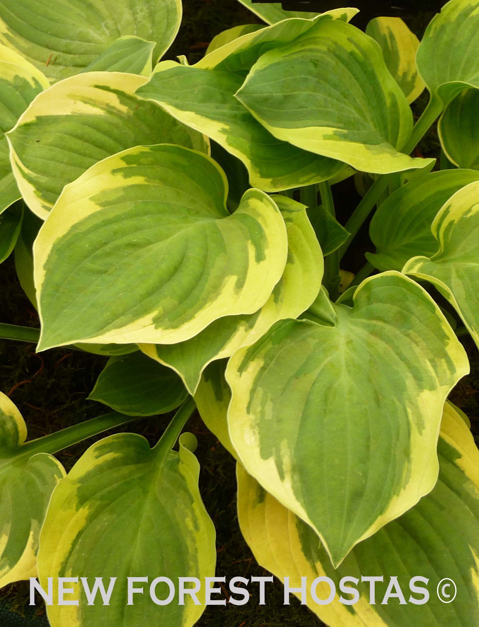 Hosta 'Moon River' - New Forest Hostas & Hemerocallis