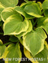 Hosta 'Moon River' - New Forest Hostas & Hemerocallis