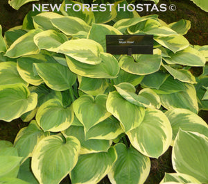 Hosta 'Moon River' - New Forest Hostas & Hemerocallis