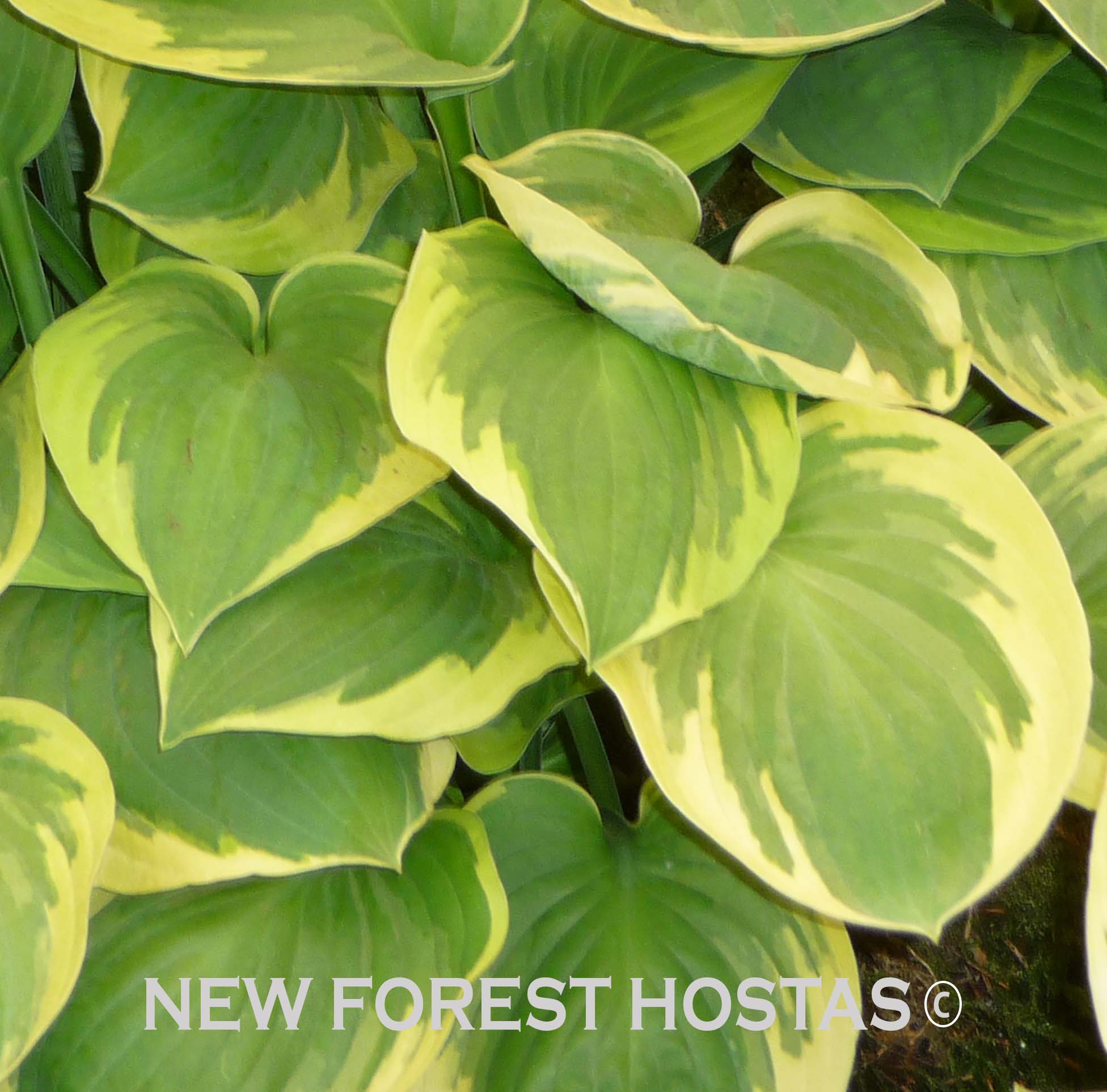 Hosta 'Moon River' - New Forest Hostas & Hemerocallis