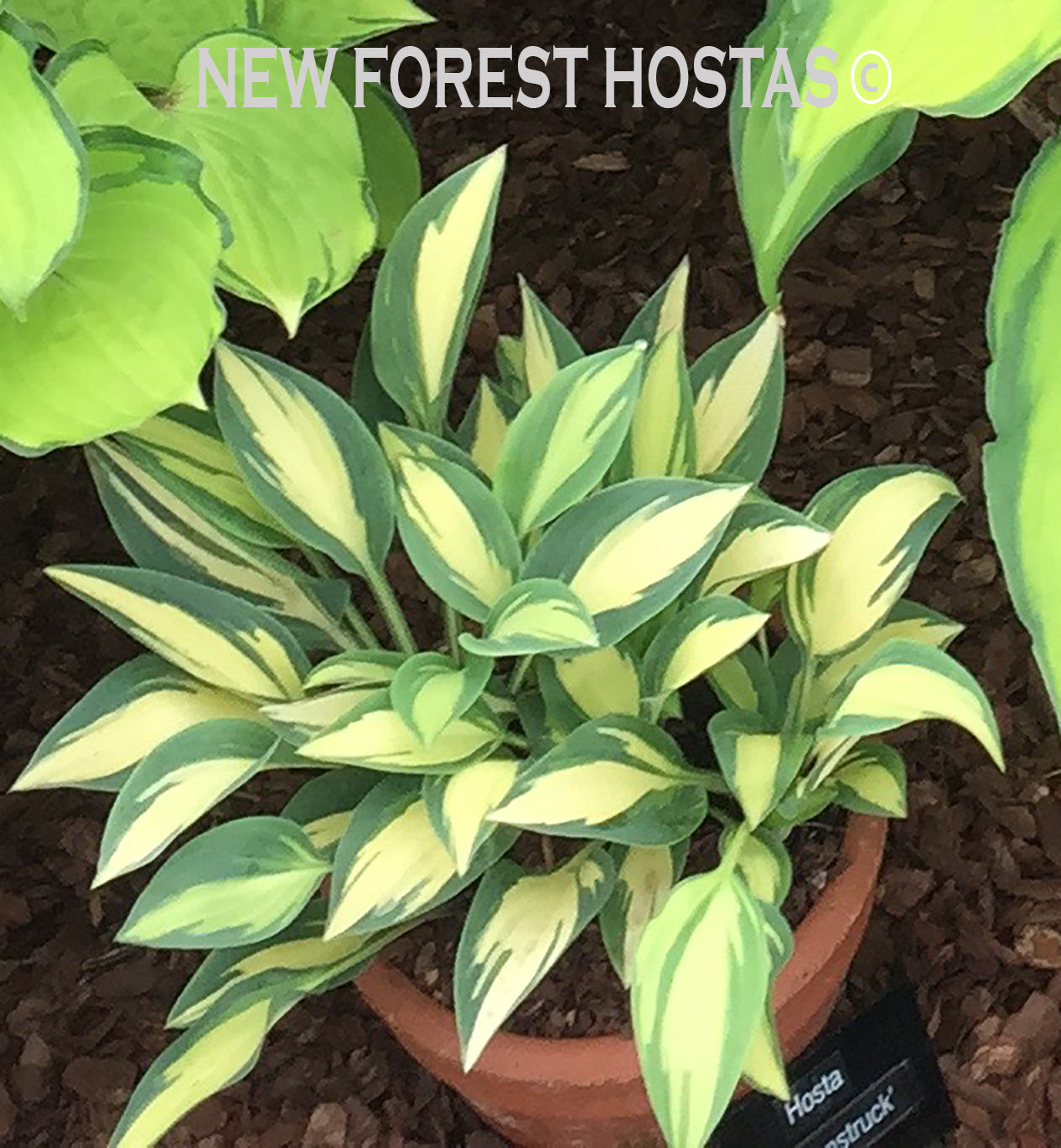 Hosta 'Moonstruck' - New Forest Hostas & Hemerocallis
