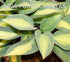 Hosta 'Moonstruck' - New Forest Hostas & Hemerocallis