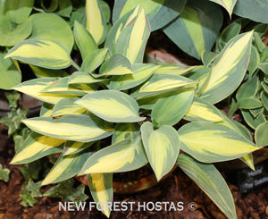 Hosta 'Moonstruck' - New Forest Hostas & Hemerocallis