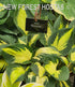 Hosta 'Morning Star' - New Forest Hostas & Hemerocallis