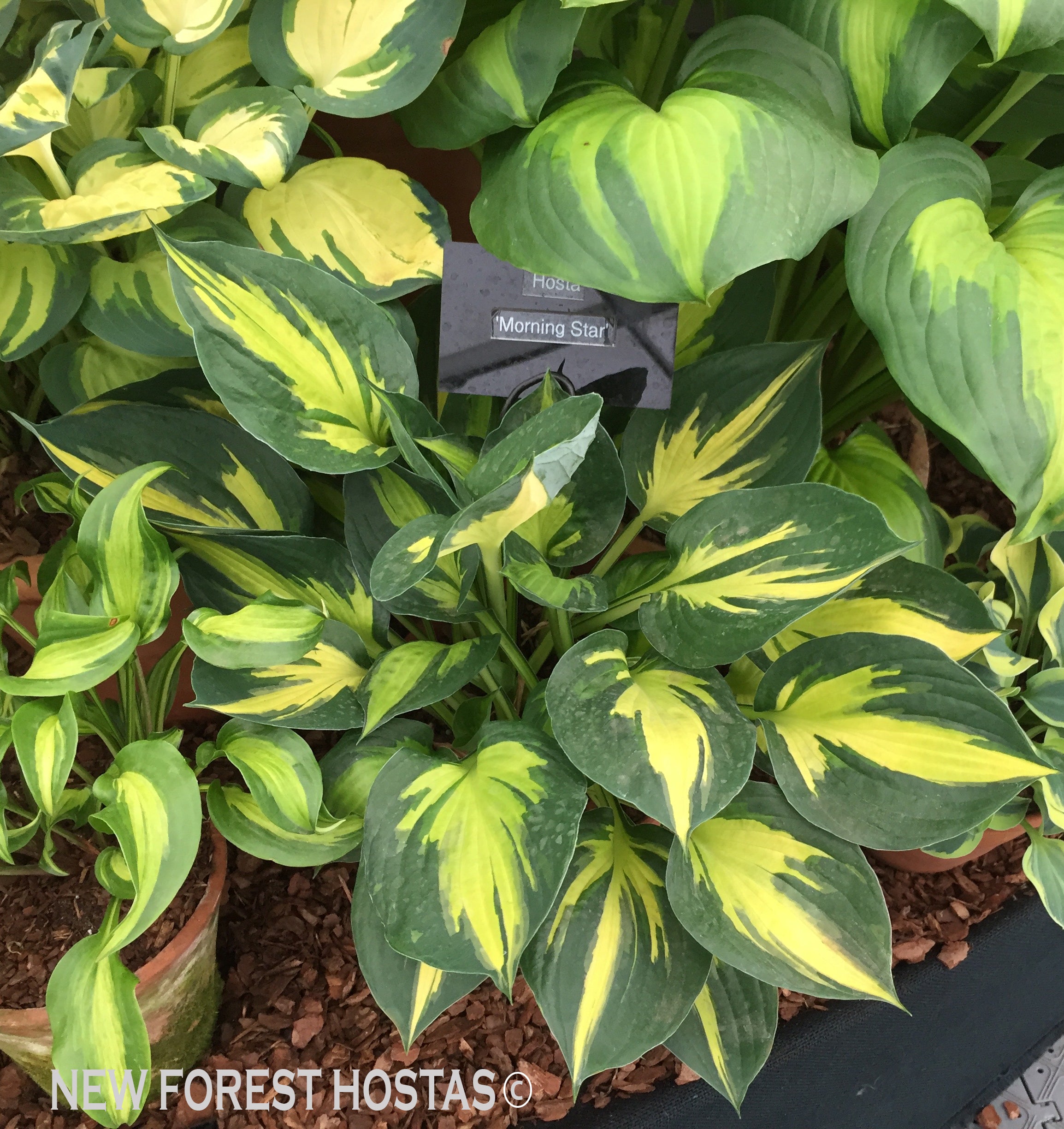 Hosta 'Morning Star' - New Forest Hostas & Hemerocallis