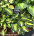 Hosta 'Morning Star' - New Forest Hostas & Hemerocallis